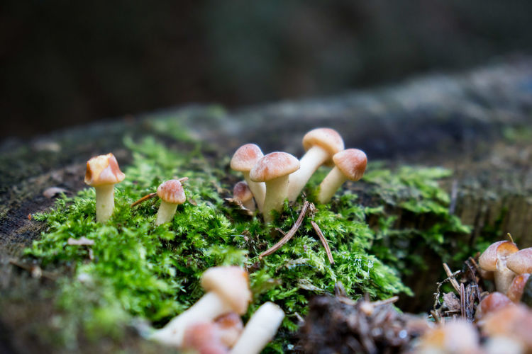 Close-up of mushrooms growing on forest floor