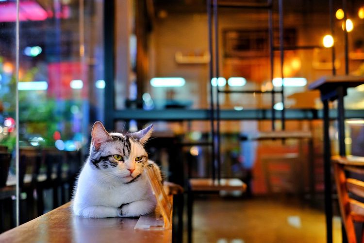 Cat sitting on table in restaurant