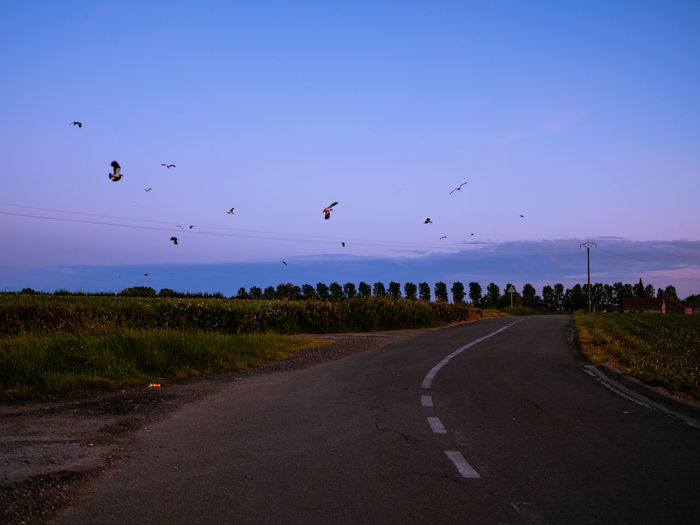 Flock of birds flying over road
