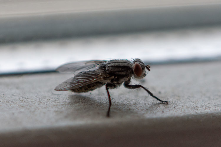 Close-up of fly on floor