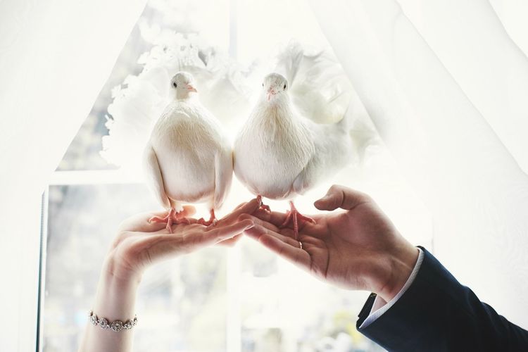 Close-up of hands holding white birds
