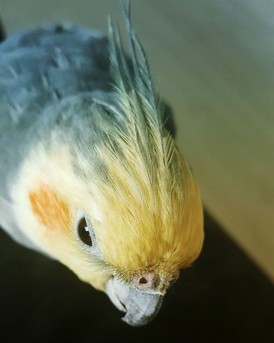 Close-up of cockatiels