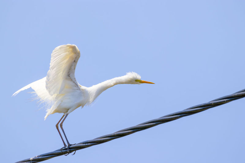 Low angle view of a bird flying
