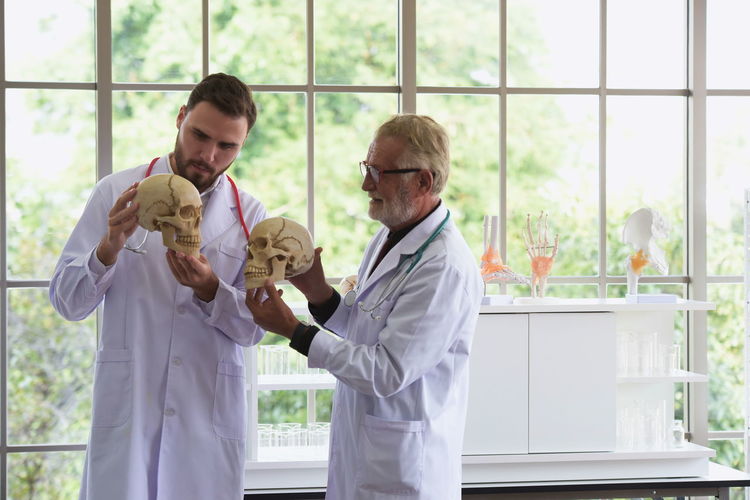 Doctors examining skulls by window in hospital
