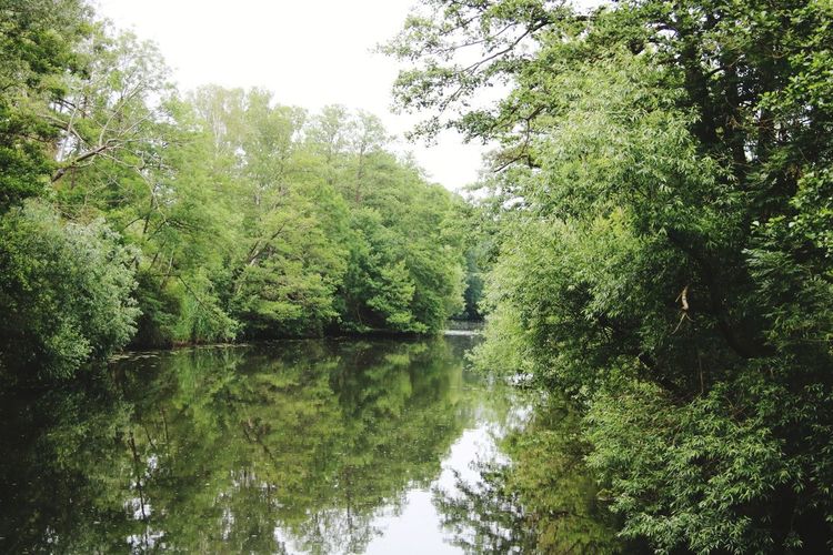 Scenic view of lake amidst trees in forest against sky