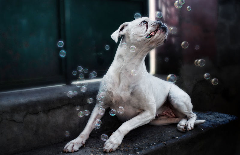 Close-up of boxer resting on steps amidst bubbles in mid-air