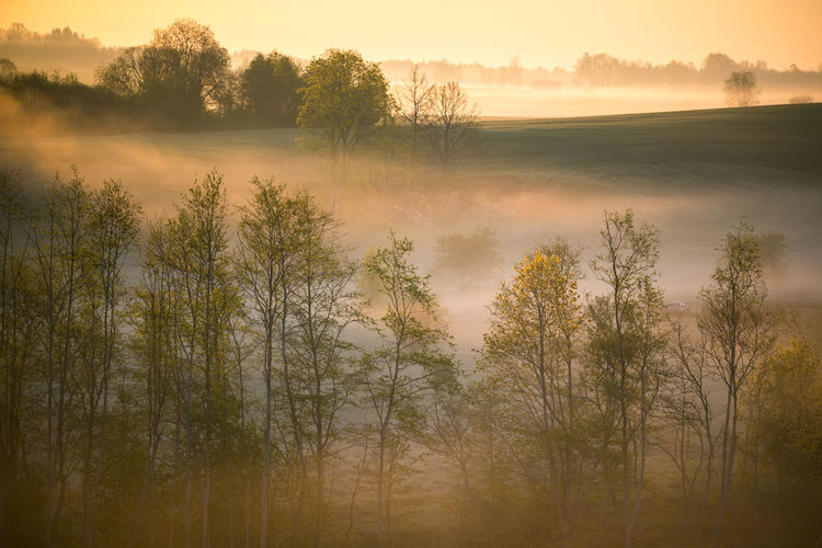 Cool, misty morning in the summer. sunrise landscape with a mist. summertime scenery of europe.