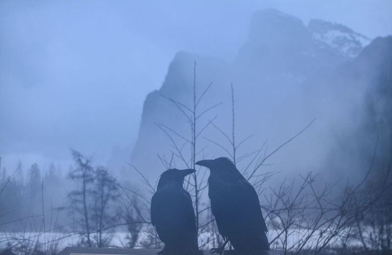 Silhouette birds on field in misty weather with a back drop of snow capped mountains