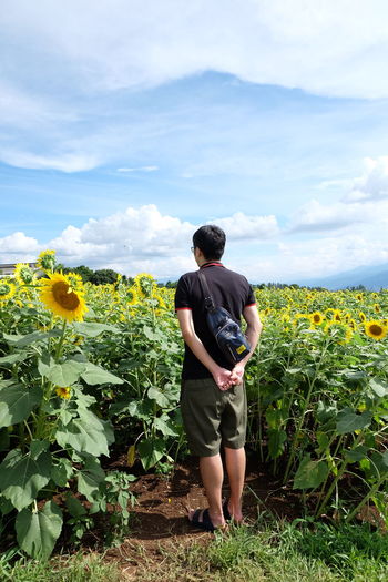 Rear view of woman standing on sunflower land against sky