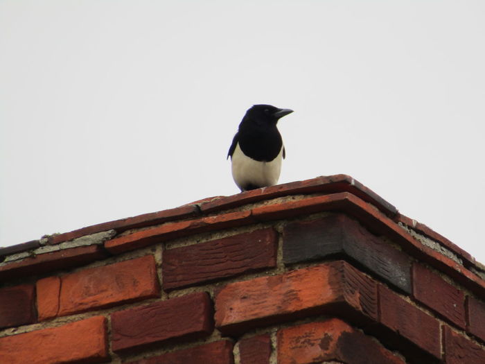 View of bird perching on roof against clear sky