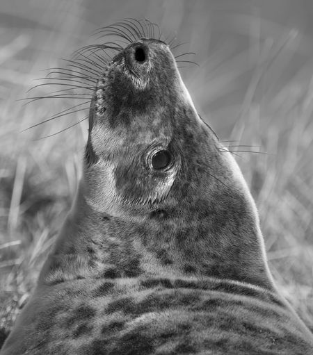 Close-up of grey seal on field