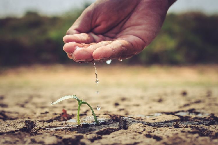 Close-up of cropped hand watering seedling on field