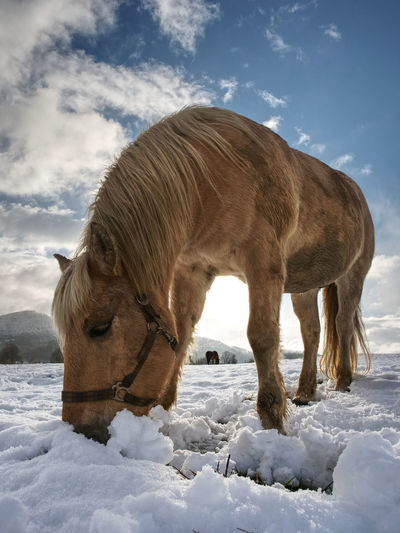 Nice white horse in snow. isabella breed horse in mountain farm check stalks in fresh snow.