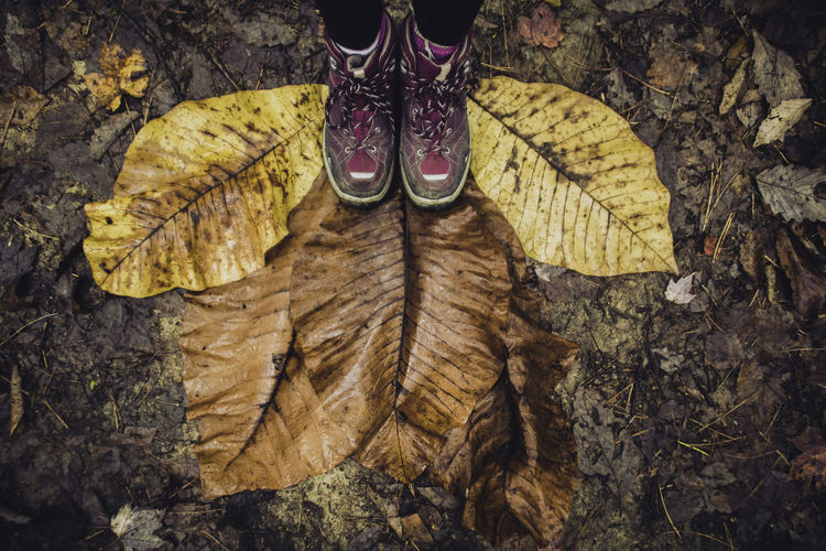 Low section of person standing on dry leaves during autumn