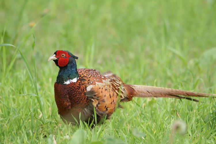 Close-up of pheasant perching on field