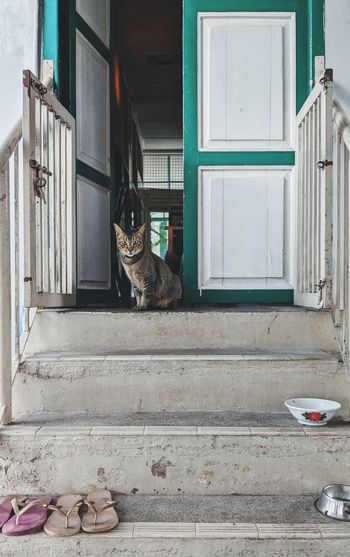 Portrait of a cat sitting outside building