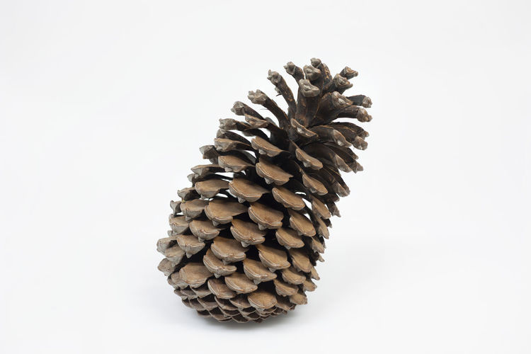 Directly above shot of pine cone against white background
