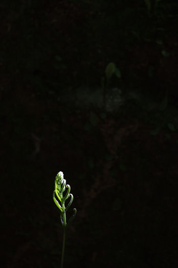 Close-up of small plant growing against black background