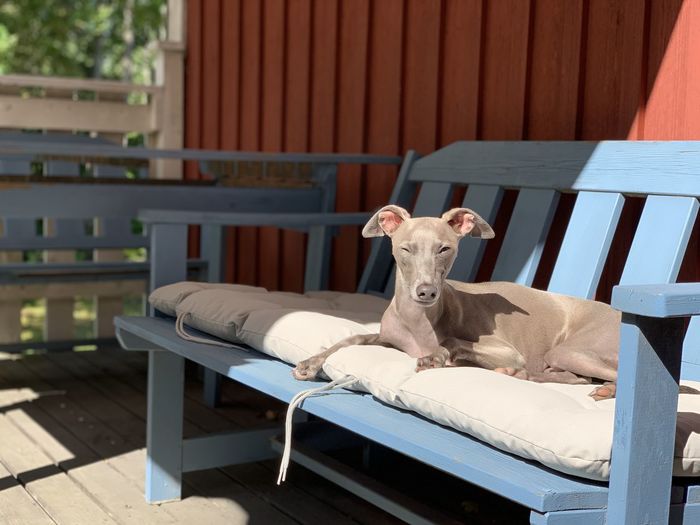 Portrait of a dog resting on chair in intense sunlight