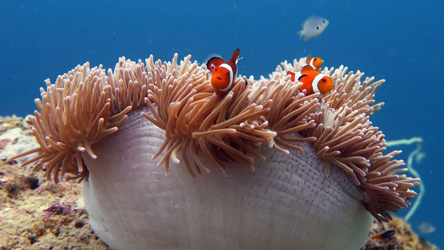 Close-up anemone fish