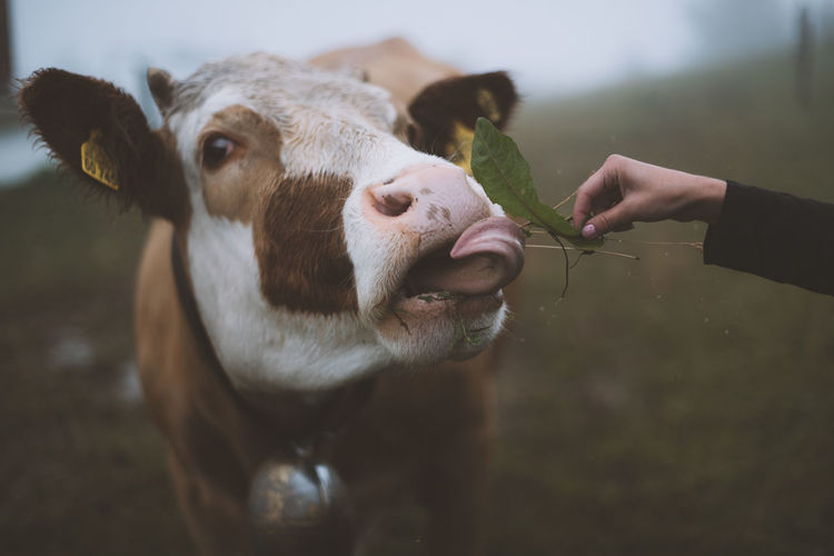 Cropped image of hand feeding cow