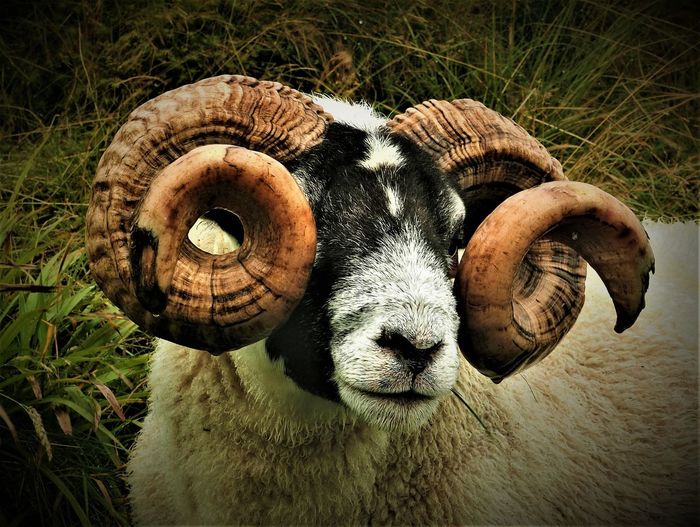 Close-up of sheep in a field
