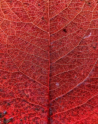 Full frame shot of red leaf