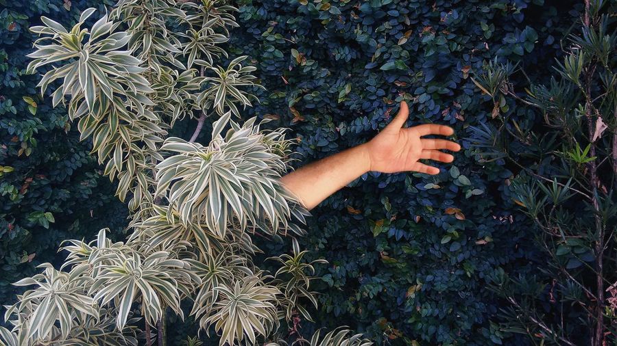 High angle view of human hand touching plants