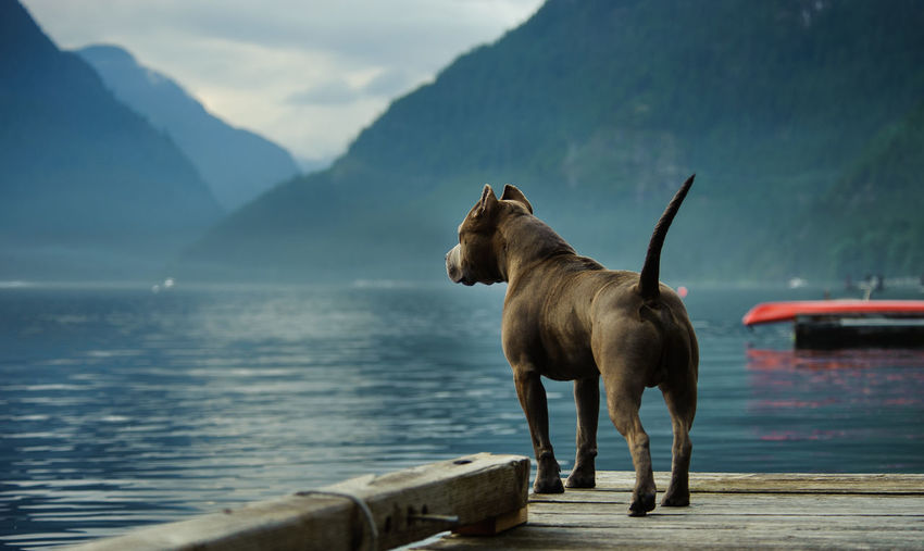 American pit bull terrier standing on pier over lake