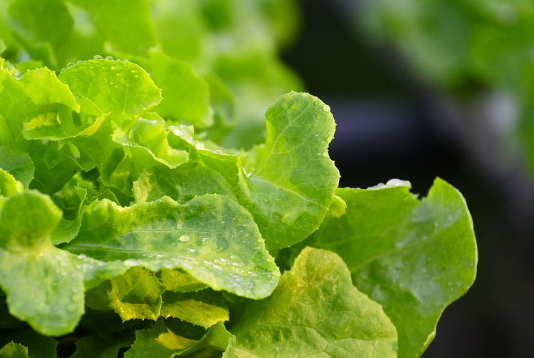 Salads vegetable in hydroponic sunlight and water droplets on vegetable leaves.