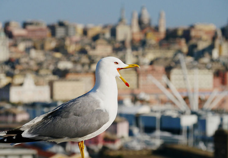 A lone seagull dominates the ancient city of genoa from a privileged vantage point.