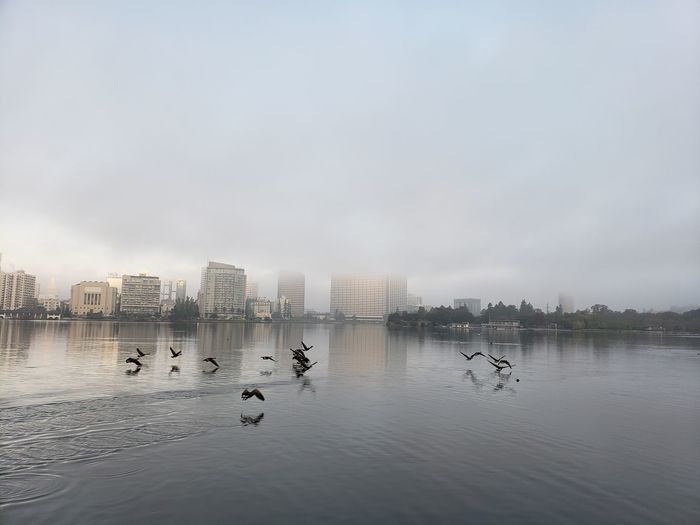Birds flying over lake in city