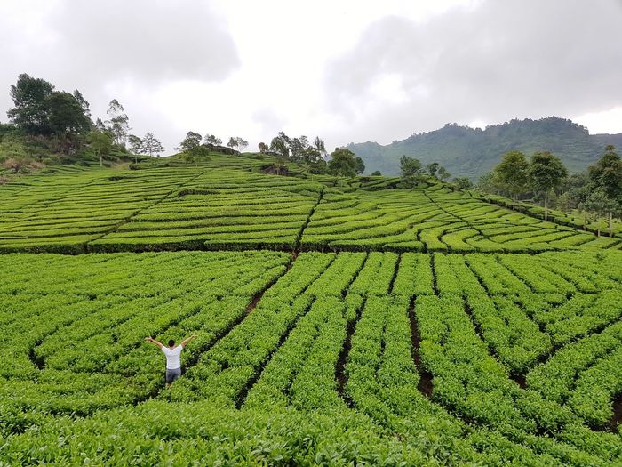 Rear view of man standing amidst tea leaves on field against sky