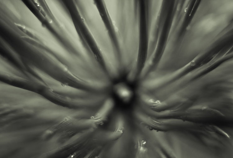 Extreme close-up of flower head