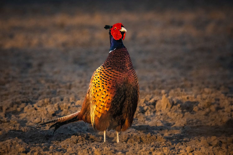 Partridge on a field