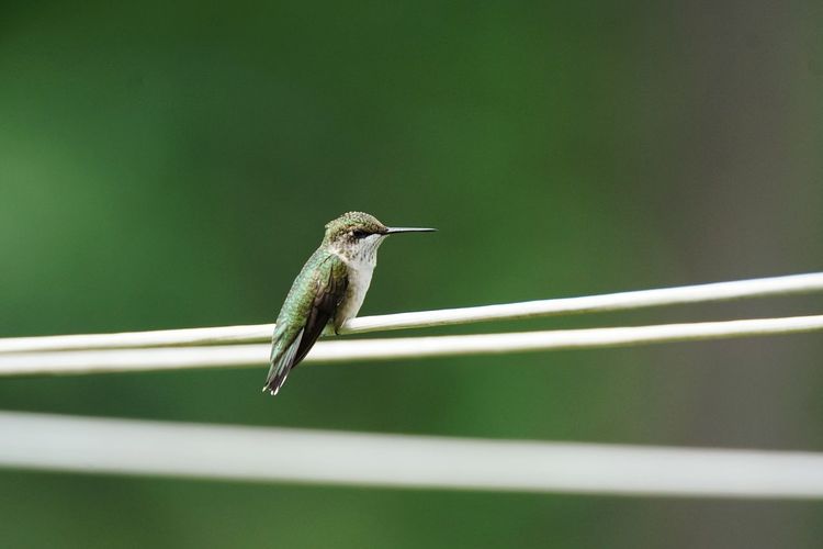 Ruby-throated hummingbird perching on ropes