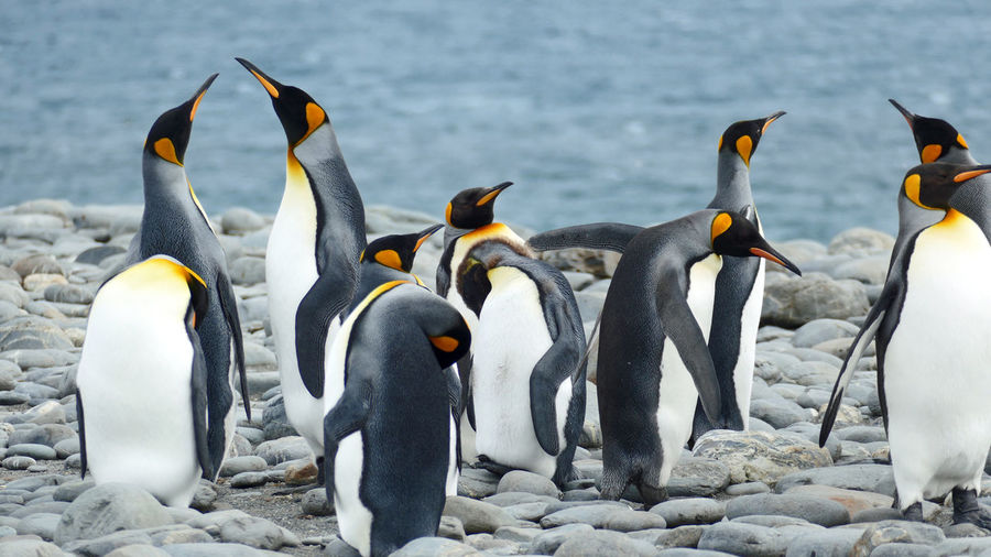 Group of king penguins