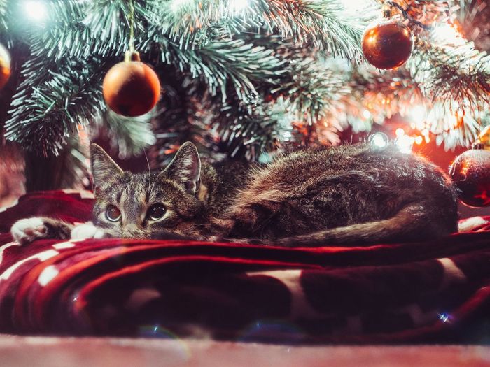 Close-up of cat resting by christmas tree