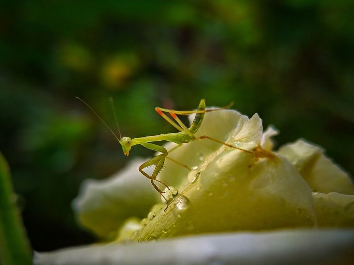 Close-up of mantis on flower
