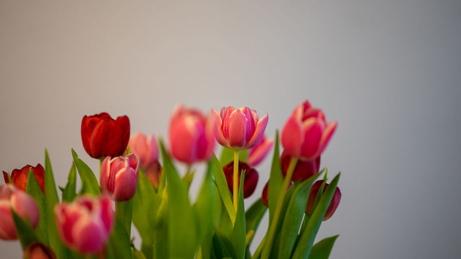 Close-up of pink tulips against white background