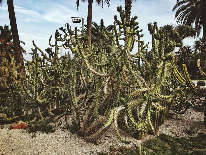 Cactus plants on field during sunny day