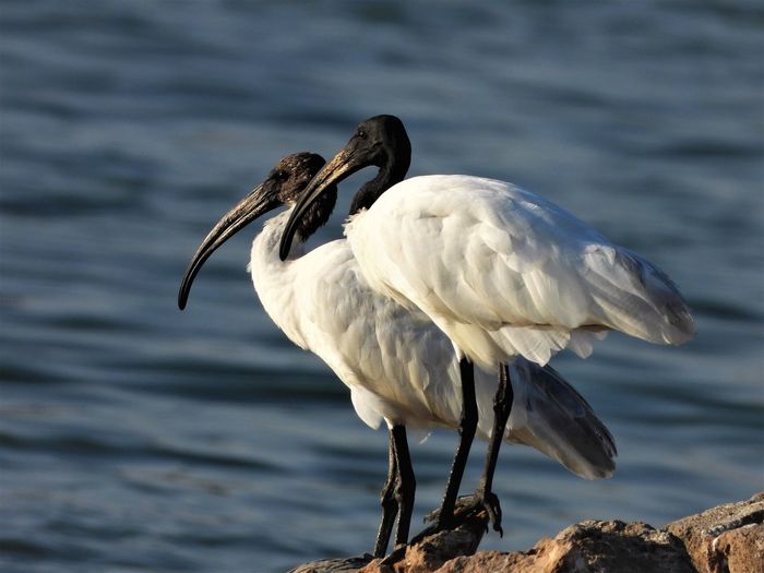A black headed ibis pair
