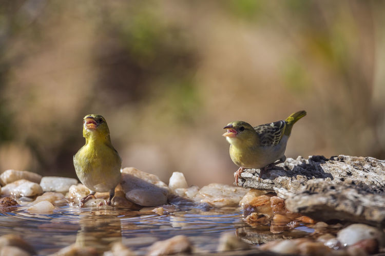 Close-up of birds perching on rock
