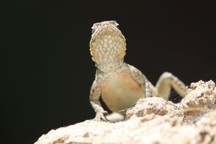 Low angle view of lizard on rock against sky