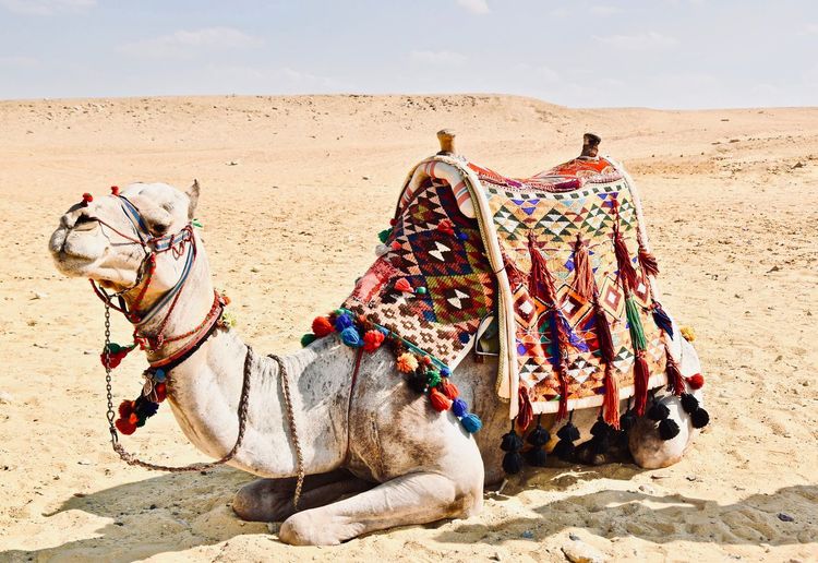 Camel sitting on sand