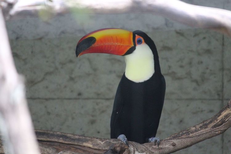Close-up of toucan perching on branch