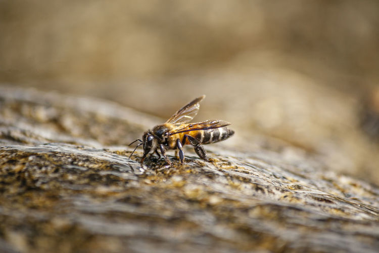 Close-up of bee on rock
