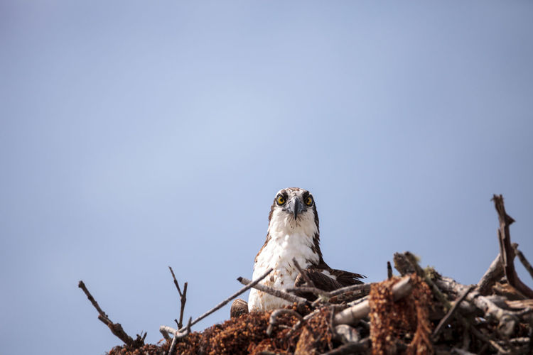 Osprey bird of prey pandion haliaetus in a nest at barefoot beach in bonita springs, florida