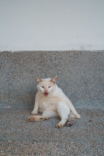 White cat in a weird position