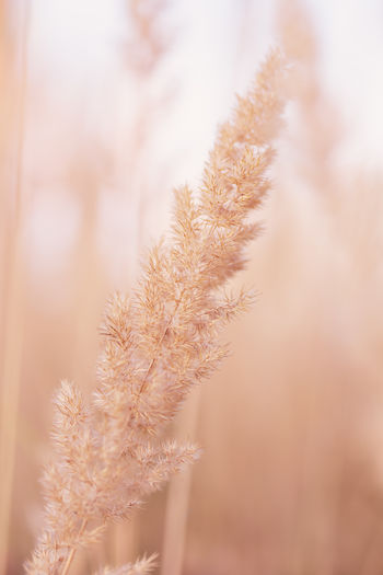 Reed seeds golden grass in the fall. abstract natural background. vertical image